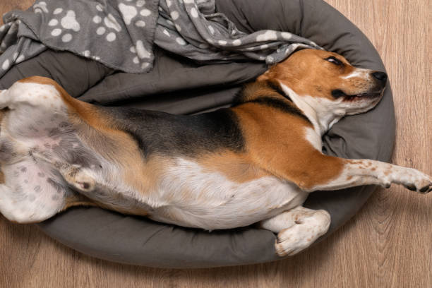 istock Lazy beagle puppy lying on his pillow indoors 1217534727