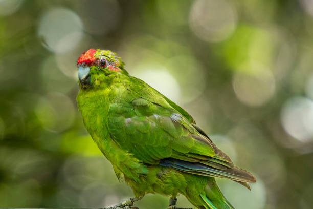 istock Red-crowned Parakeet, bird at Tiritiri Matangi. 1217534761