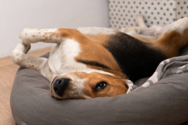 istock Lazy beagle puppy lying on his pillow indoors 1217534883