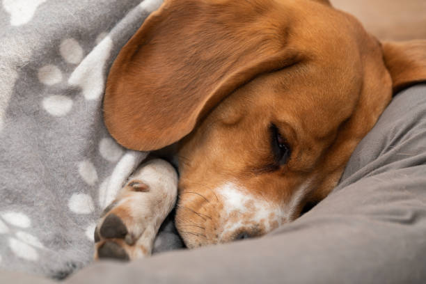 istock Sleepy beagle dog having a nap indoors 1217534911