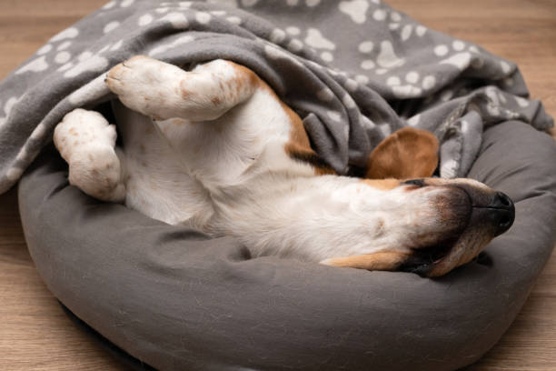 istock Lazy beagle puppy lying on his pillow indoors 1217534953