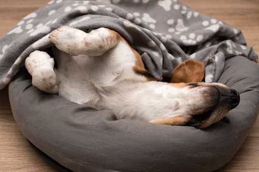 Picture of cute lazy beagle puppy lying on his pillow inside the apartment