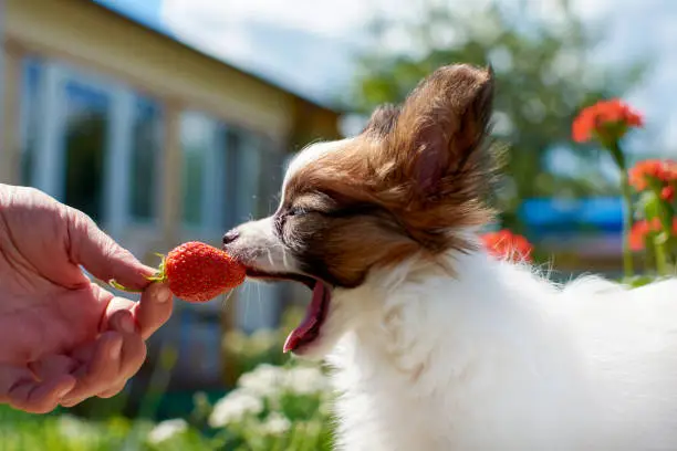 Papillon puppy sniffs a strawberry berry in the owner's hands on a Sunny summer day