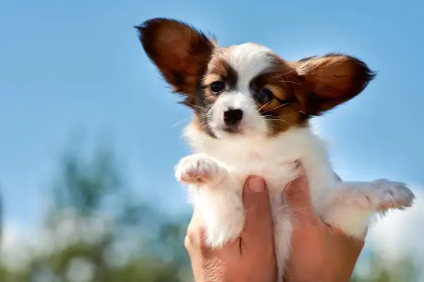 A man raises a Papillon puppy high. Small dog against a light blue sky