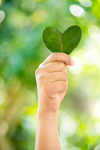 Hands holding green heart shaped tree and planting trees, loving the environment and protecting nature Nourishing the plants World Environment Day To help the world look beautiful, Forest conservation concept.