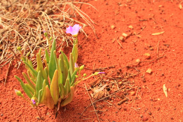 Flower Sprouting Through the Cracks