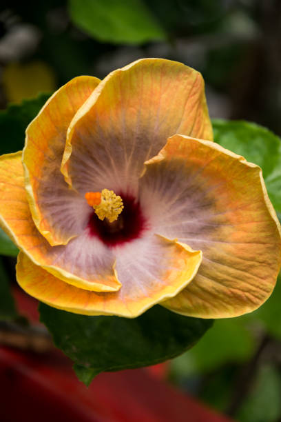 istock Visiting Hibiscus farm in Israel 1217537068