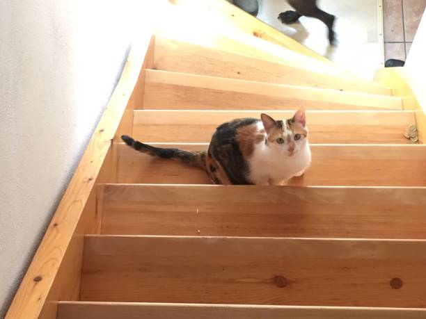 istock Cat sitting on a wooden staircase 1217537321