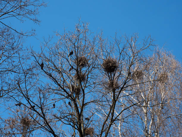 istock Crows making nests in trees in early April 1217537474