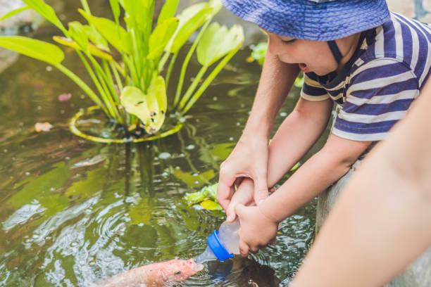 istock young boy feeding Koi fish with milk bottle 1217538124