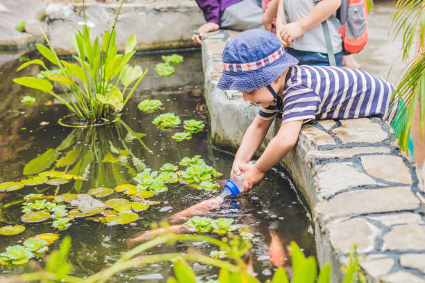 istock young boy feeding Koi fish with milk bottle 1217538144