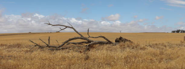 panoramico di un albero nativo morto essiccato caduto lasciato per diventare habitat animale nativo ai margini di un campo agricolo nella victoria rurale, australia contro un cielo blu soleggiato - left field foto e immagini stock