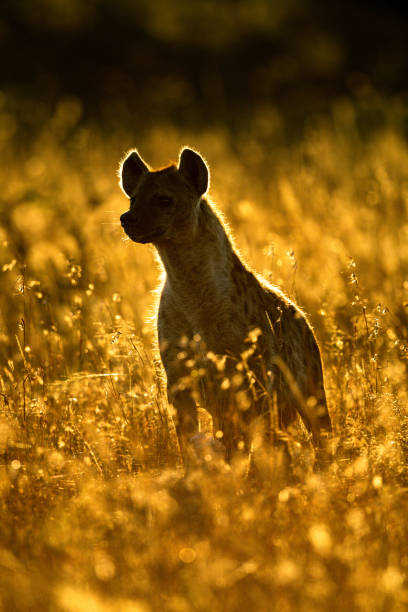 istock Rimlit spotted hyena sits in long grass 1217539855