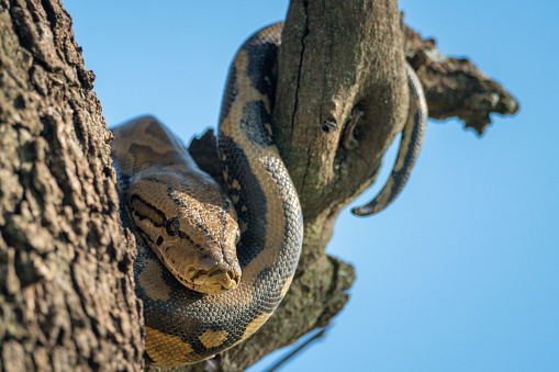 Rock python wrapped around trunk and branch