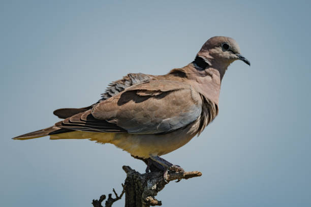istock Ring-necked dove on dead branch in profile 1217539895