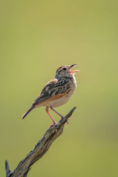 istock Rufous-naped lark stands calling on dead branch 1217539905