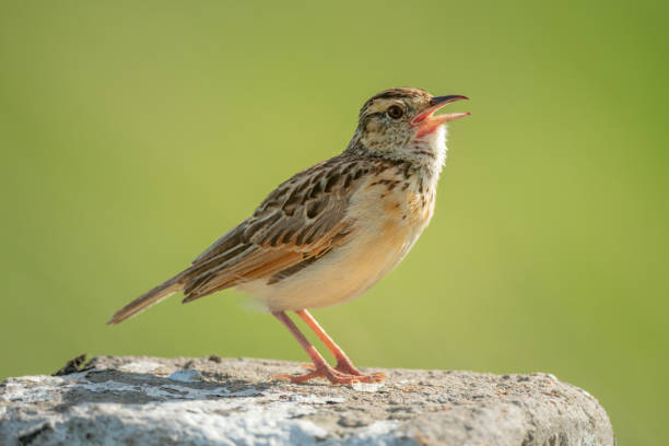 istock Rufous-naped lark sings on post facing right 1217539919