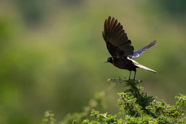 Ruppell long-tailed starling takes off from thornbush