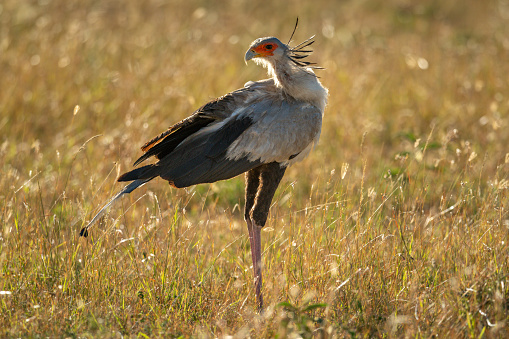 Secretary bird stands backlit in long grass