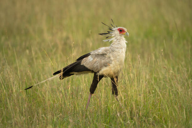 istock Secretary bird walking across grass facing right 1217540120