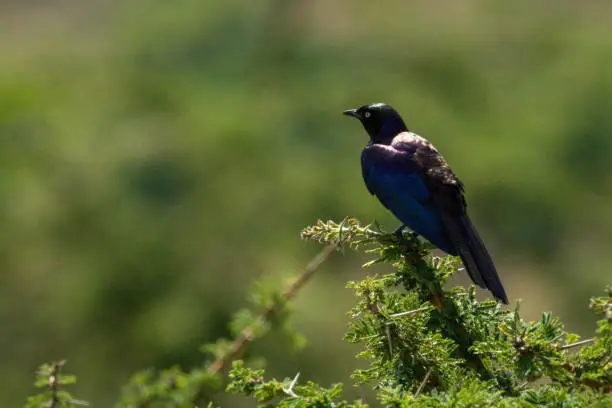 Ruppell long-tailed starling in thornbush in sunshine