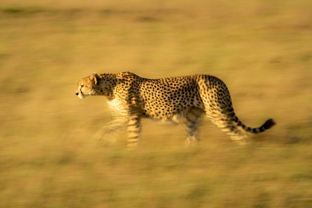 istock Slow pan of cheetah walking across grassland 1217540218