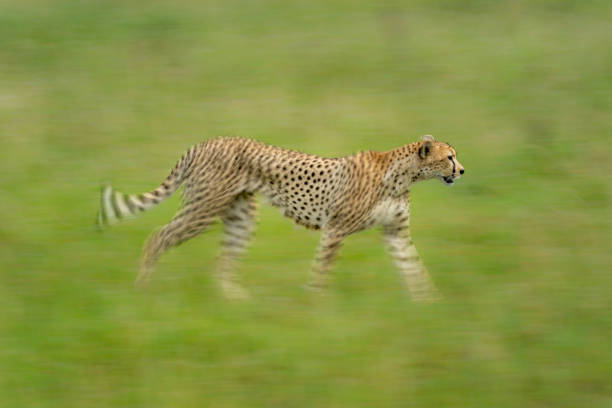 istock Slow pan of cheetah on grassy plain 1217540247