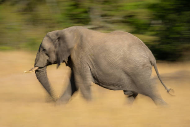 istock Slow pan of African bush elephant striding 1217540326