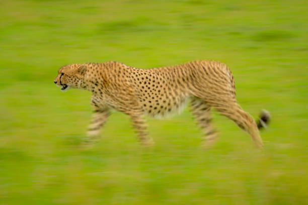 istock Slow pan of cheetah walking in grass 1217540339