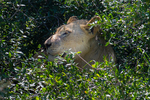Lioness resting imfolozi/Hluhluwe