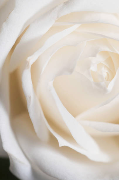 istock Rose flower fragment macro shot 1217540645