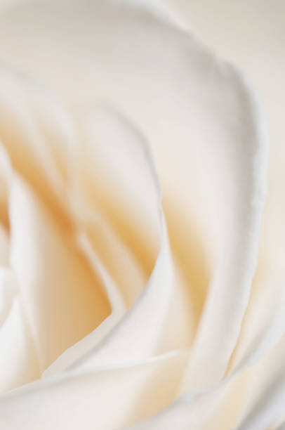 istock Rose flower fragment macro shot 1217540661