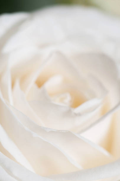 istock Rose flower fragment macro shot 1217540672