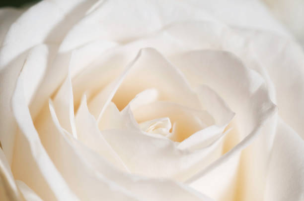 istock Rose flower fragment macro shot 1217540678