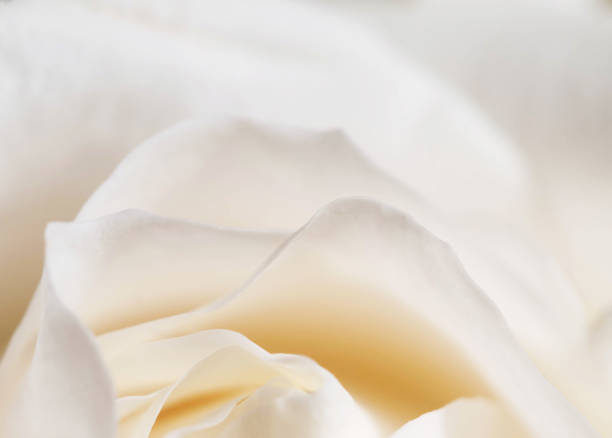 istock Rose flower fragment macro shot 1217540683