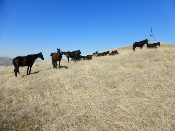 istock A herd of horses resting on the hillside 1217540710