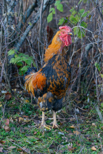 istock Black-red cock stands on the lawn with his head raised 1217540724