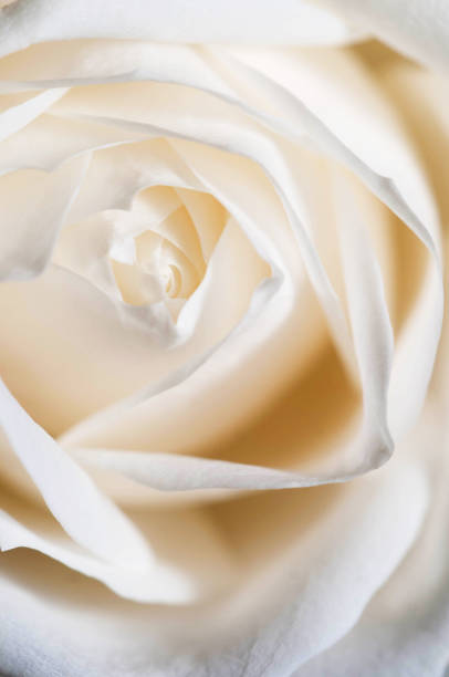 istock Rose flower fragment macro shot 1217540726
