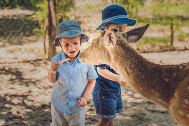istock Little boy feeding deer in farm. Closeup 1217541575