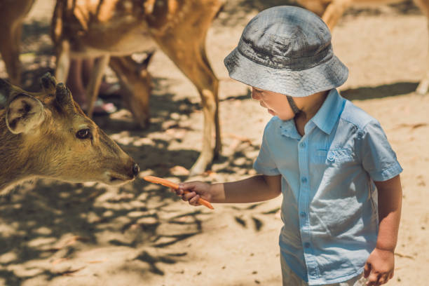 istock Little boy feeding deer in farm. Closeup 1217541588