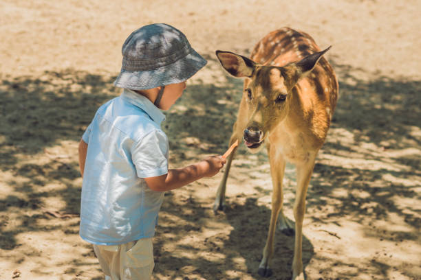 Little boy feeding deer in farm. Closeup