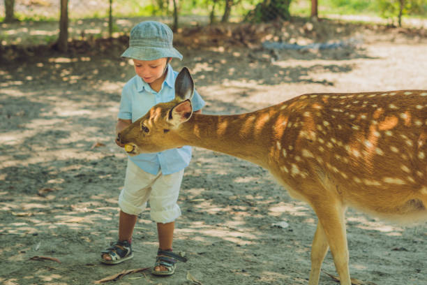 Little boy feeding deer in farm. Closeup.