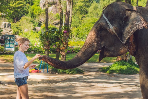 istock woman feed the elephant in the tropics 1217541710