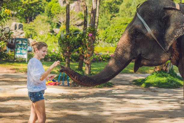 istock woman feed the elephant in the tropics 1217541711
