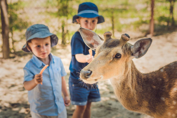 istock Little boy feeding deer in farm. Closeup 1217541713