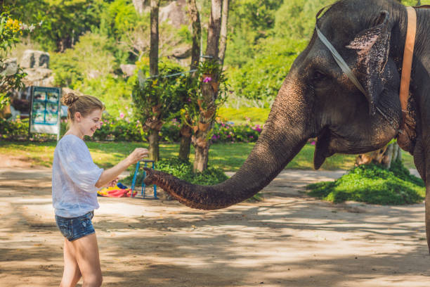 istock woman feed the elephant in the tropics 1217541724