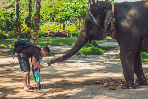 Father and son feed the elephant in the tropics