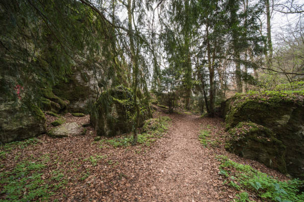 istock nature landscape in a forest 1217542110