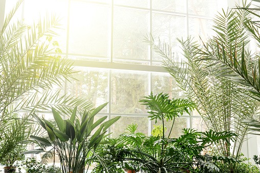 Green plants in botanical garden indoor. Sunshine in panoramic window. Fresh natural background.