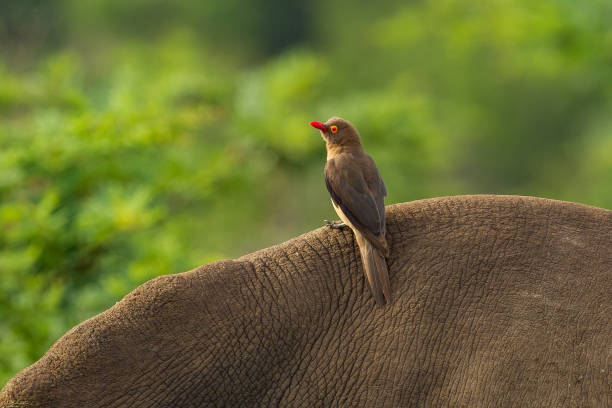 Buffalo with oxpecker on face